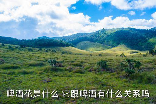 啤酒花是什么 它跟啤酒有什么關系嗎