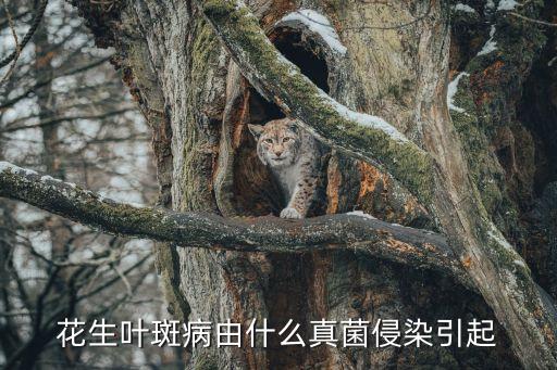 花生葉斑病，花生葉生白斑是什么病