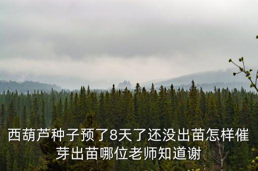 西葫蘆種子預了8天了還沒出苗怎樣催芽出苗哪位老師知道謝