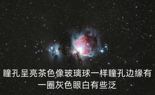茶色瞳孔，瞳孔呈亮茶色像玻璃球一樣瞳孔邊緣有一圈灰色眼白有些泛