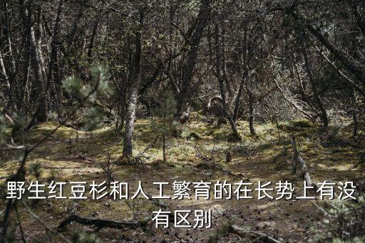 野生紅豆杉，紅豆杉和野生紅豆杉有區(qū)別么
