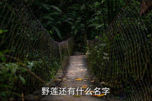 野荷花，野百荷為什么是一種花