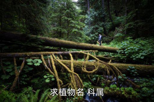 吊燈扶桑，求植物名 科屬