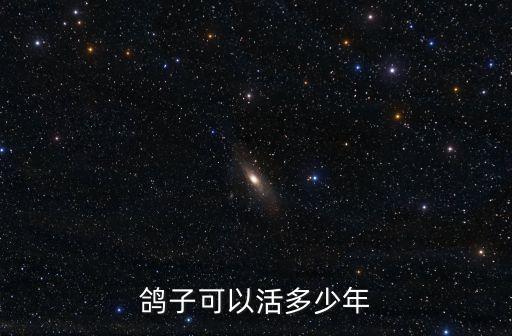 鴿子可以活多少年