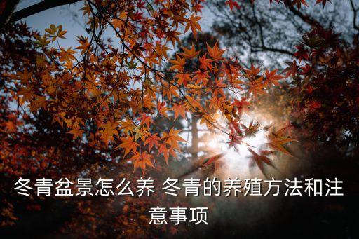 冬青盆景，今天買了盆冬青盆景高八九寸大拇指般粗枝葉茂盛外觀較