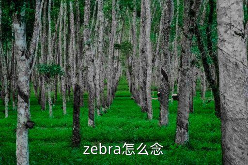 zebra怎么讀音，zebra怎么讀急急急