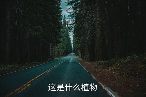 金線蘭，請問這種植物叫什么名字
