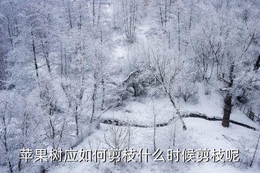 蘋果樹修剪技術(shù)，蘋果樹剪枝技術(shù)