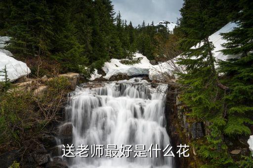 送老師送什么花，給老師送花送什么花合適 送老師什么禮物最特別