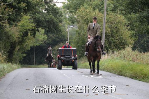 石楠樹，石楠樹生長在什么季節