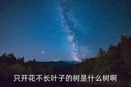 白木棉，請問純白木棉花的花語是什么