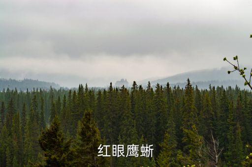 紅眼鷹蜥