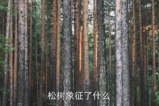 松樹象征了什么