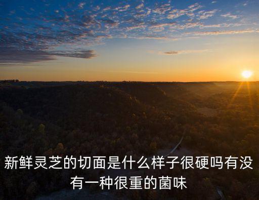 新鮮靈芝的切面是什么樣子很硬嗎有沒有一種很重的菌味