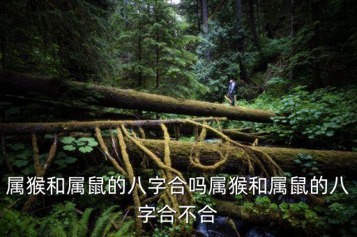 屬猴和屬鼠的八字合嗎屬猴和屬鼠的八字合不合