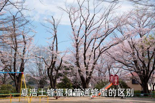 土蜂蜜和普通蜂蜜的區別，夏浩土蜂蜜和普通蜂蜜的區別