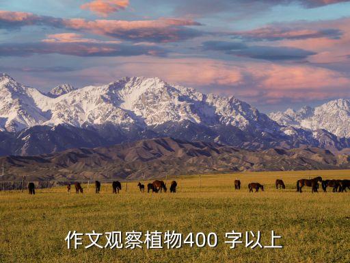 作文觀察植物400 字以上