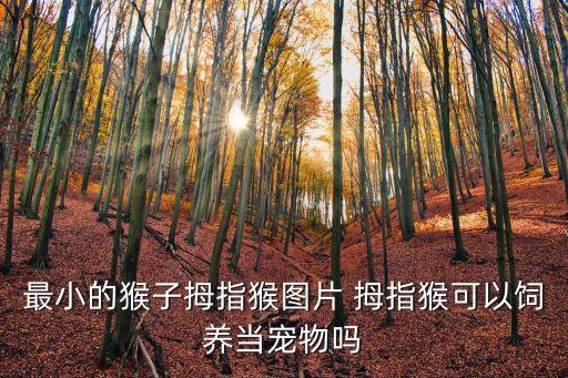 猴子圖片大全，猴子品種名稱及圖片