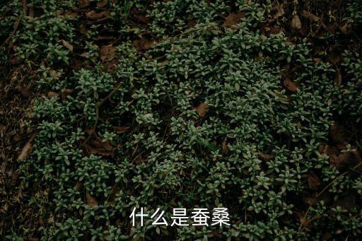 蠶桑，蠶桑是什么意思