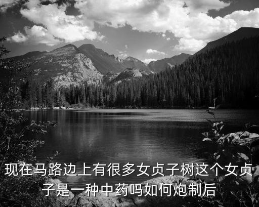 女貞子樹，女貞子樹什么樣子