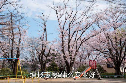 高考報(bào)考專業(yè)，填報(bào)志愿 什么專業(yè)好