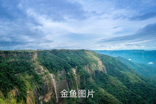 金魚的圖片，什么樣的小金魚好養(yǎng)