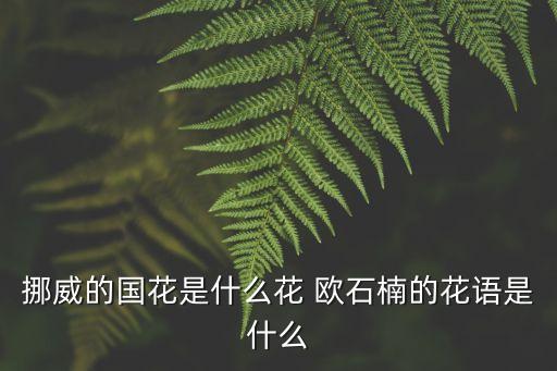 歐石楠的花語，挪威的國花是什么花 歐石楠的花語是什么