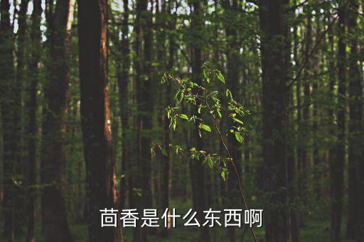 茴香是什么東西啊