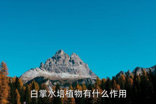 白掌水培植物有什么作用