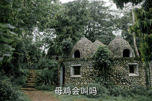 母雞會打鳴嗎，母雞會打鳴嗎
