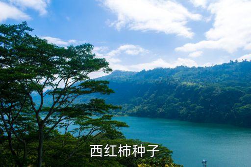 番茄種子，西紅柿種子