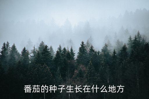 番茄的種子生長在什么地方