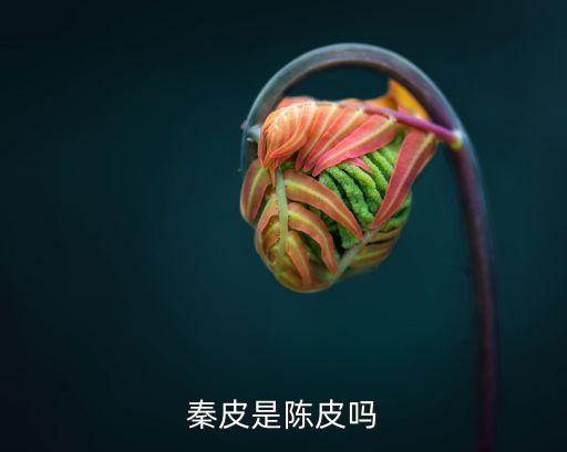 秦皮是陳皮嗎