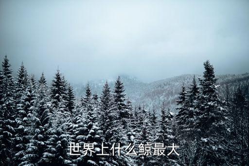 世界上最大的鯨，世界上什么鯨最大