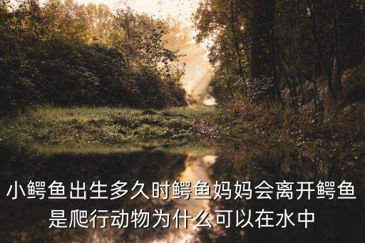 小鱷魚出生多久時鱷魚媽媽會離開鱷魚是爬行動物為什么可以在水中