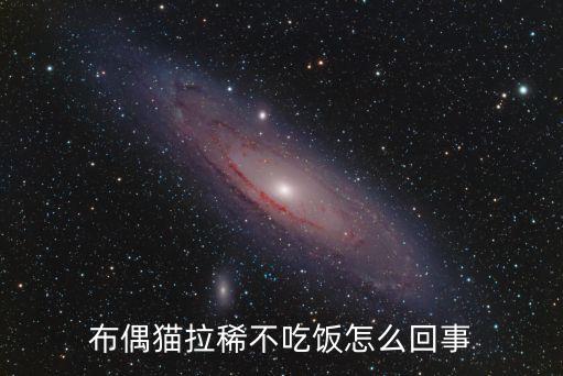 小布偶貓，布偶貓大概多少錢