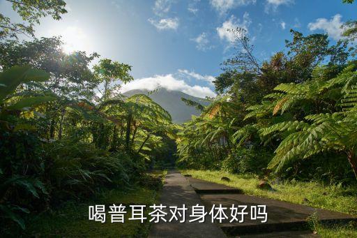 普耳茶，請問普耳茶的功效