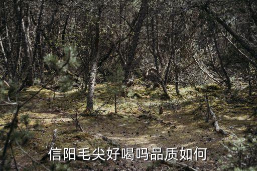信陽毛尖茶葉，信陽毛尖是哪里生產的呢