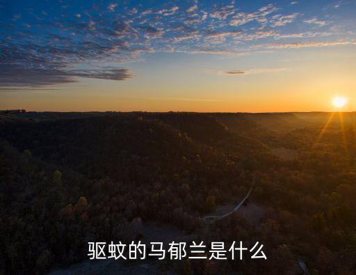 馬郁蘭，驅蚊的馬郁蘭是什么