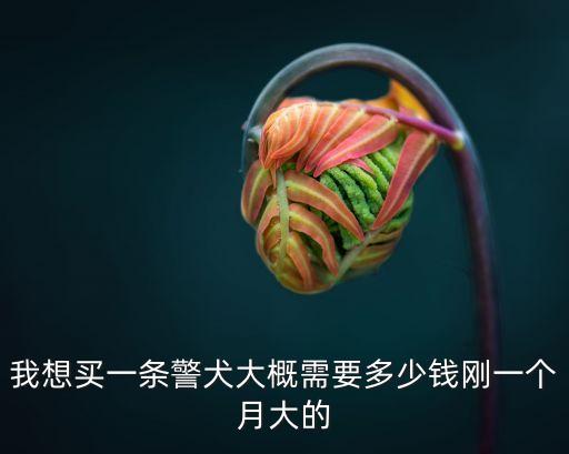 我想買一條警犬大概需要多少錢剛一個(gè)月大的