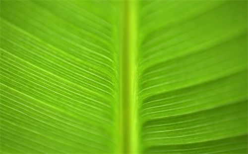 替硝唑膠囊，替硝唑膠囊對(duì)胃有害嗎